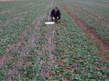 Tiller Roll - Neighbouring crop sown with conventional methods - 16 Feb 2011